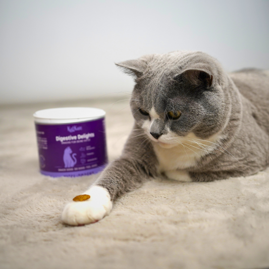 Frag die Expertin: Was ist sinnvoll bei Nahrungsergänzungsmitteln für Katzen?