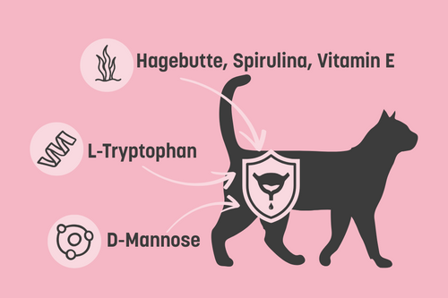 Dog gut health illustration