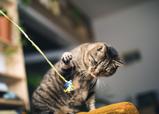 Langfrisitge Vitalität