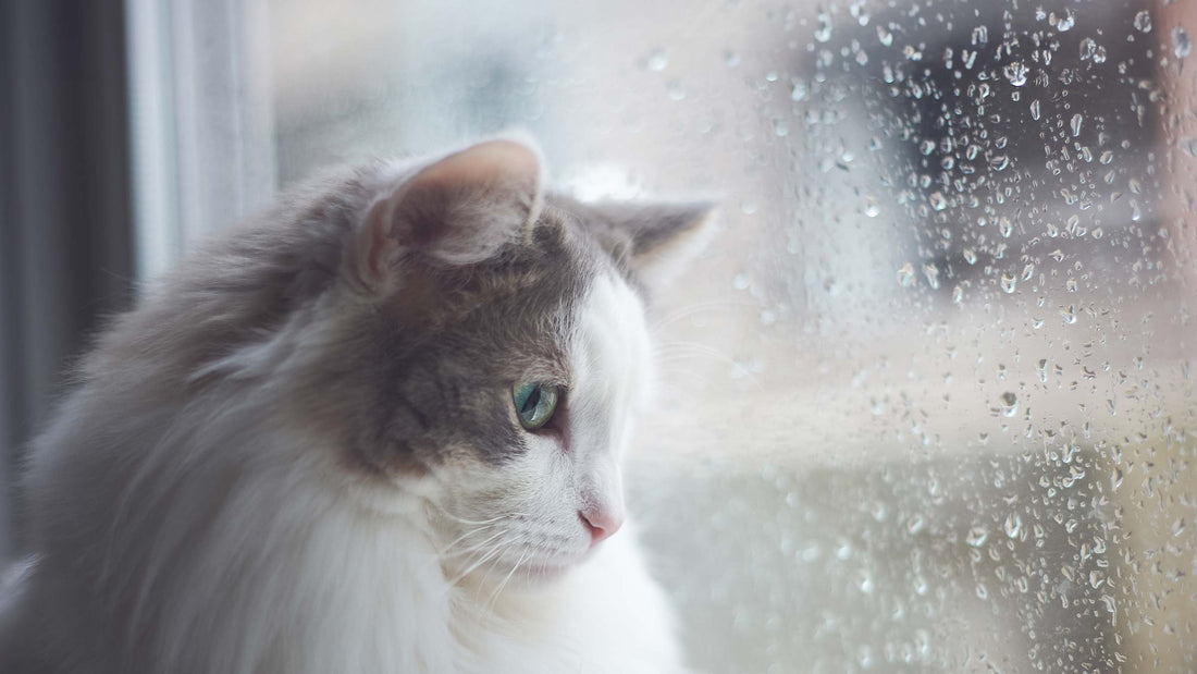 Das Immunsystem deiner Katze stärken