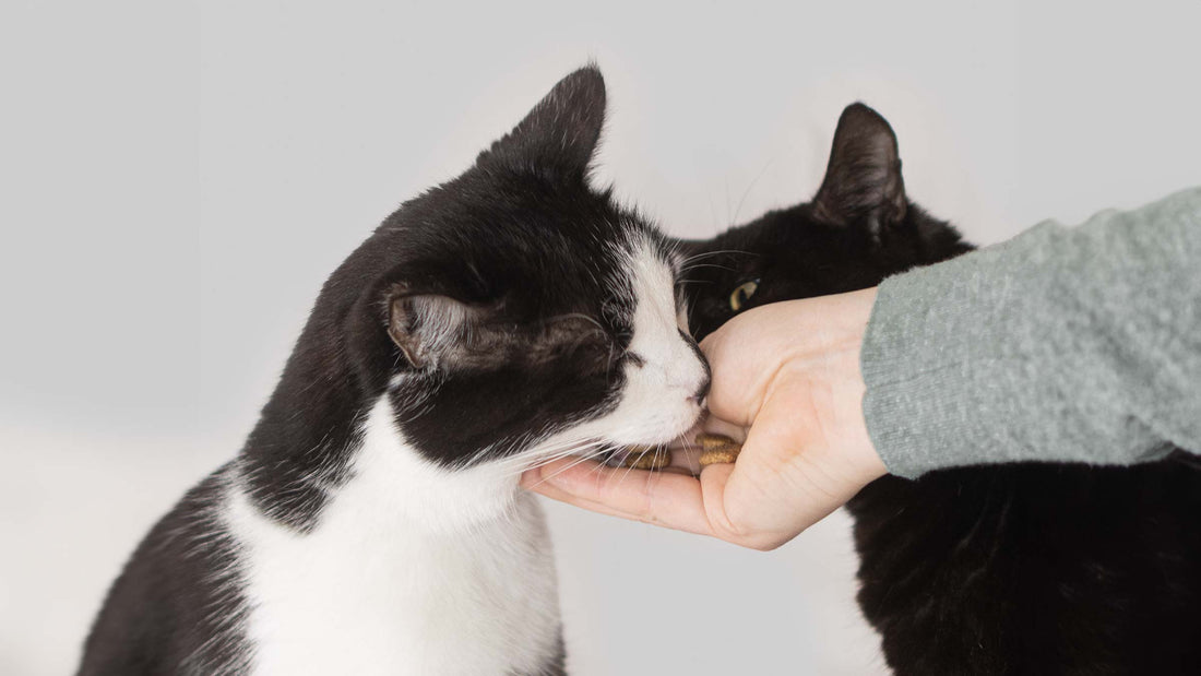 Gesunde Katzenleckerlis – darauf solltest du achten