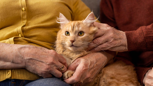 Ergänzungsfuttermittel für Katzen – wie du deine Katze bis ins hohe Alter schützt