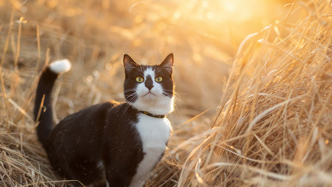 Katzenfutter ohne Getreide und Zucker – Gesunde Ernährung für Katzen