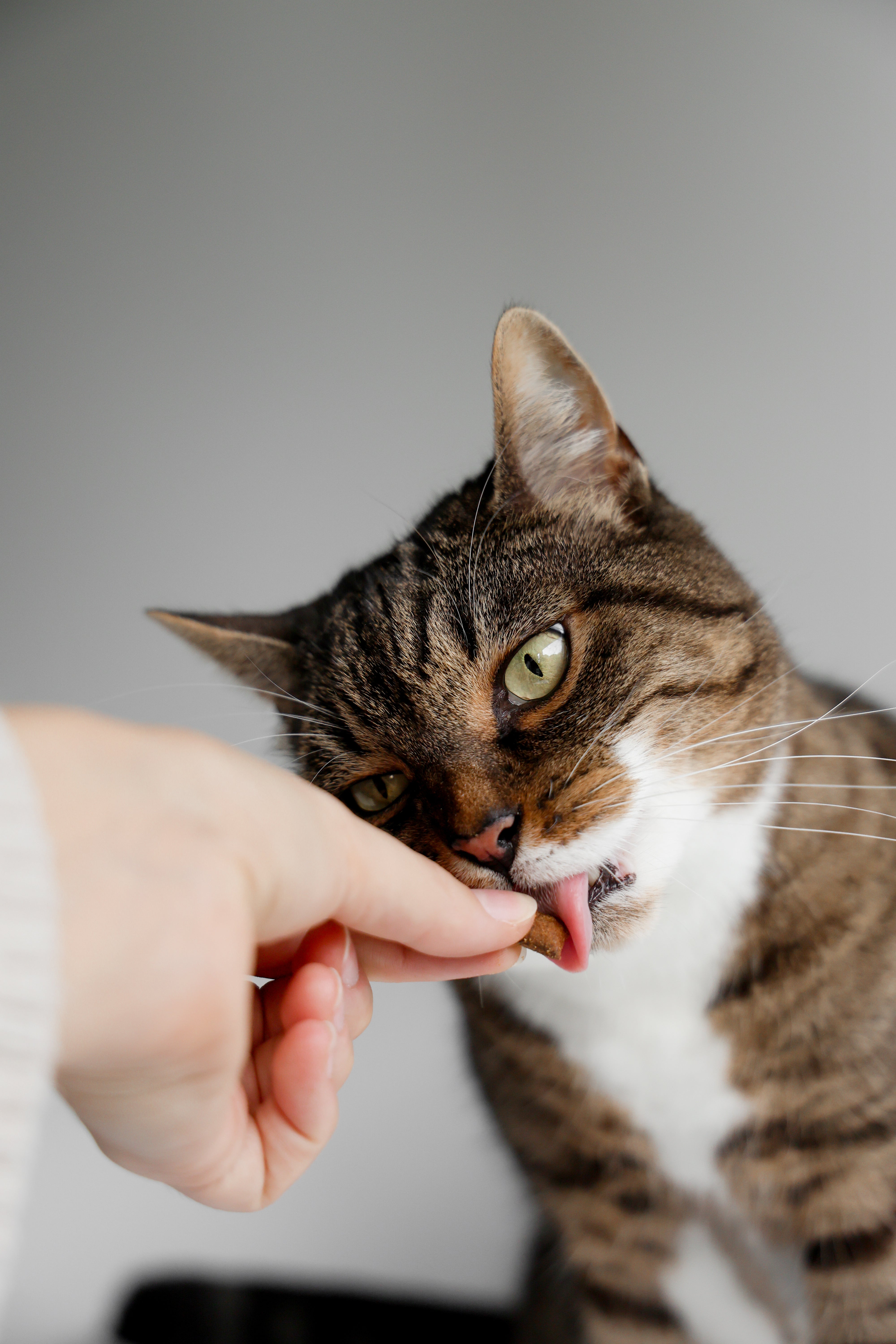 Fütterungsempfehlung