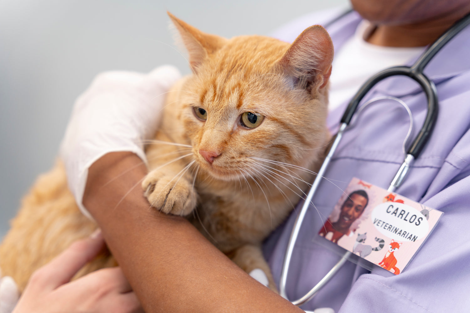 close-up-veterinarian-taking-care-pet.jpg__PID:60ba7a45-b401-400a-915b-394bcd3d951d