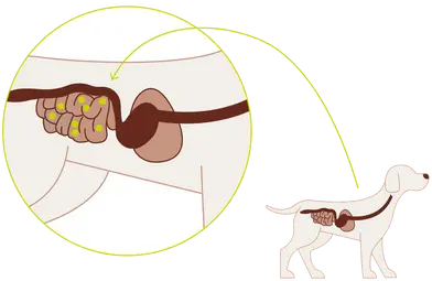 Dog gut health illustration